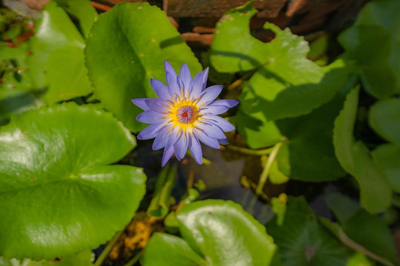 Strawberry Garden Homestay Hoi An Zewnętrze zdjęcie